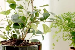 Krukor & Krukfat*Erika Pekkari Kruka Tolvekarna Mossgrön